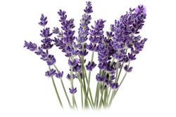 LAVENDER essential oil, 30ml & 100ml