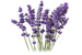 LAVENDER essential oil, 30ml & 100ml