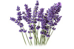 Olejek Eteryczny LAWENDOWY
